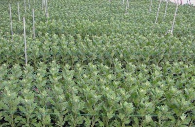 河南开封有哪些特产