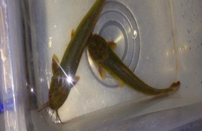 塘角鱼养殖技术