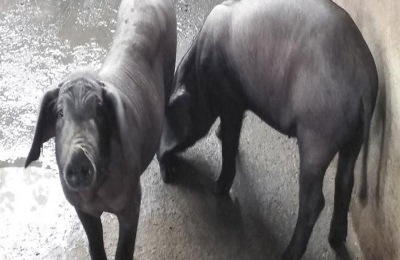 苏太母猪配什么公猪