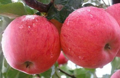 响富苹果苗多钱一棵？响富苹果品种介绍