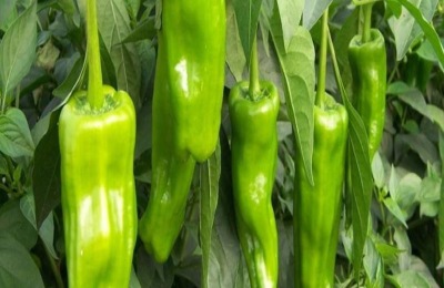 处暑收割的农作物有哪些