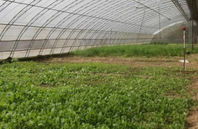 农村为什么赚钱快投资小?首先推荐这五种业务