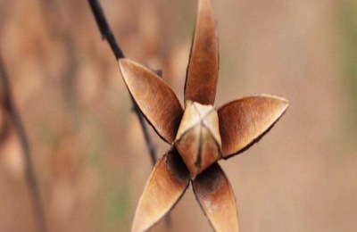 香椿苗在哪里卖？一株批发价多少钱