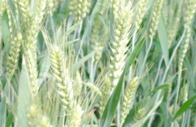 河农128小麦品种介绍