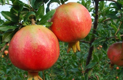 新疆有哪些特产?别错过这些特色产品