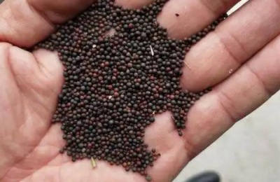 去年的油菜种子今年还可以种吗,油菜立春后还能追肥吗