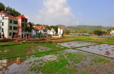 一棵p柑苗多少钱？分析了p柑种植效益