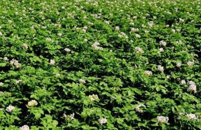 土豆追肥用什么肥料