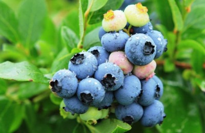 河北新乐市有哪些特产