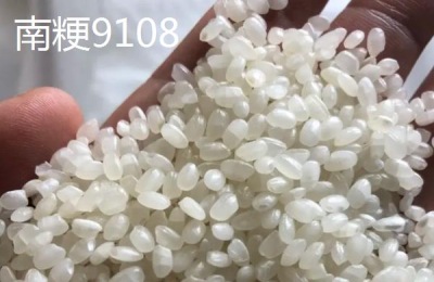 南粳9108与南粳46区别，附南粳9108品种介绍