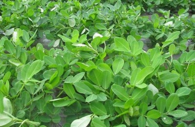 花生追肥时间,追什么肥好