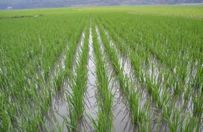 种水稻在什么节气