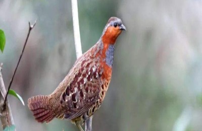 介绍广西贵港市特产