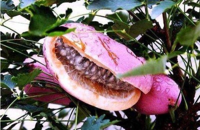 桃苗最新品种及价格