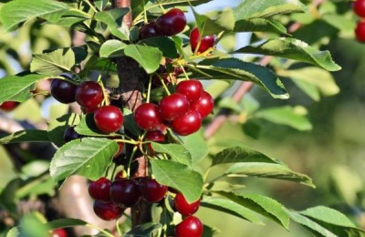 心形西瓜是怎么种的？心形西瓜的种植前景如何