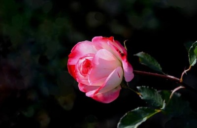 一株藤本月季苗的价格是多少?如何购买