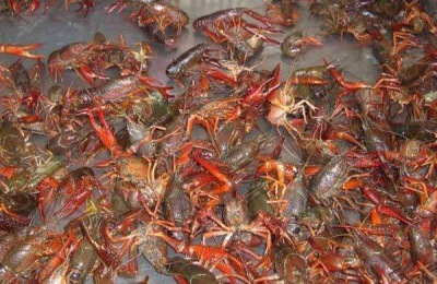 高效稻田养殖技术