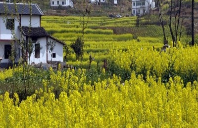 樱桃苗种植前景如何？(附种植技术)