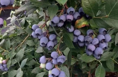 蓝莓施肥时间和用量