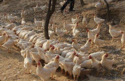 庄河大骨鸡一斤多少钱？养殖前景如何