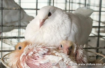 刚买的鸽子怎么养才不会飞走