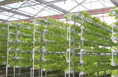 农业种植有哪些好项目