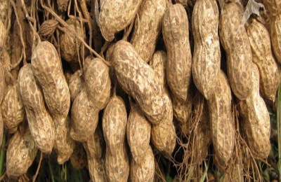 花生品种介绍