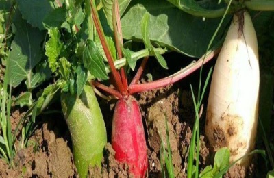 春分种什么农作物