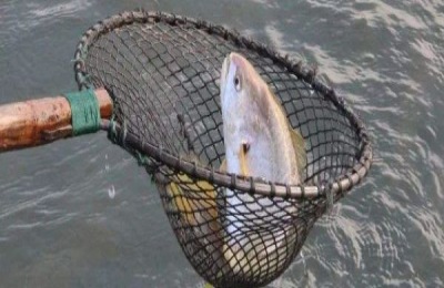 黄花鱼一斤多少钱?养黄花鱼能赚钱吗