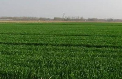 二甲四氯钠使用范围