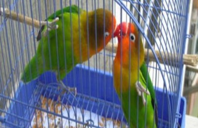 牡丹鹦鹉怎么养