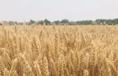 濮麦8062品种介绍