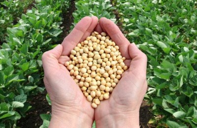 合丰50大豆品种介绍