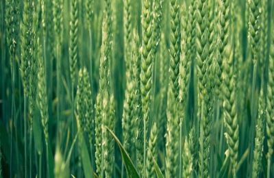 隆麦28小麦品种介绍