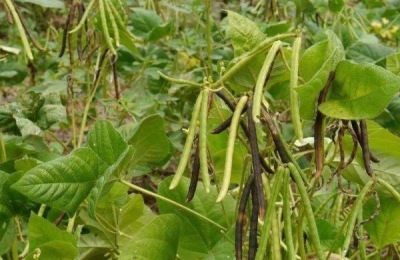 芒种收获什么作物