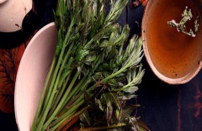 一株香椿苗多少钱?香椿种植前景如何