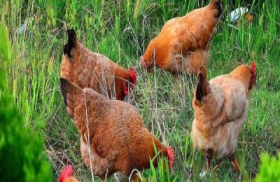 红千层养殖方法