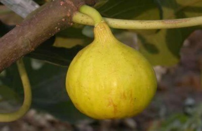 山东威海有哪些特产值得带回家