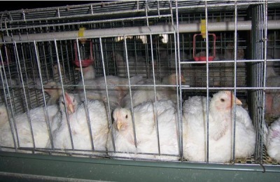 肉鸡每天吃料公式,通过计算合理投喂鸡饲料