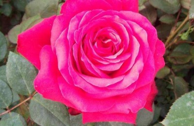 用野玫瑰嫁接灌木月季可以种植树状月季吗