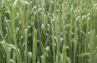 万丰269小麦品种介绍