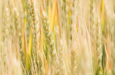 立夏农事有哪些