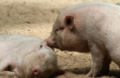 养猪成本及利润预算