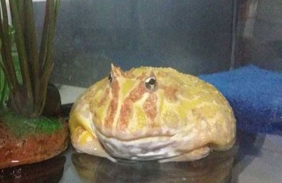 角蛙饲养箱怎么布置