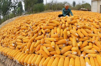 黑鱼养殖的成本和利润是多少？(附养殖前景分析)