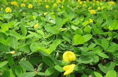 花生追肥时间,追什么肥好