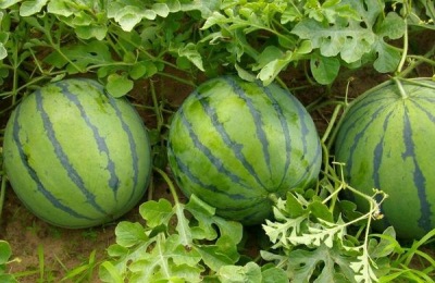 一棵菠萝苗多少钱？怎么培育