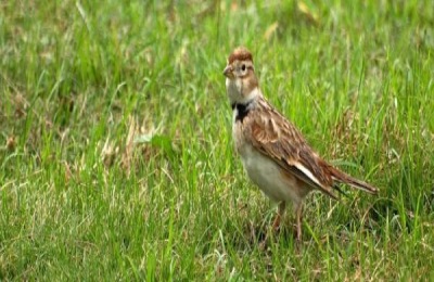 百灵鸟的特点介绍