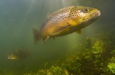 虹鳟鱼高产人工养殖技术