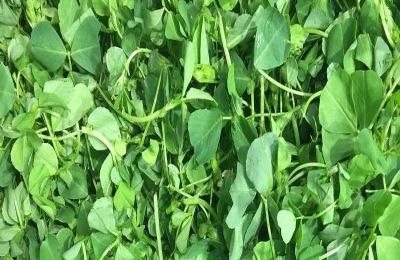 什么是金花菜？一斤多少钱？金花菜市场前景及利润分析